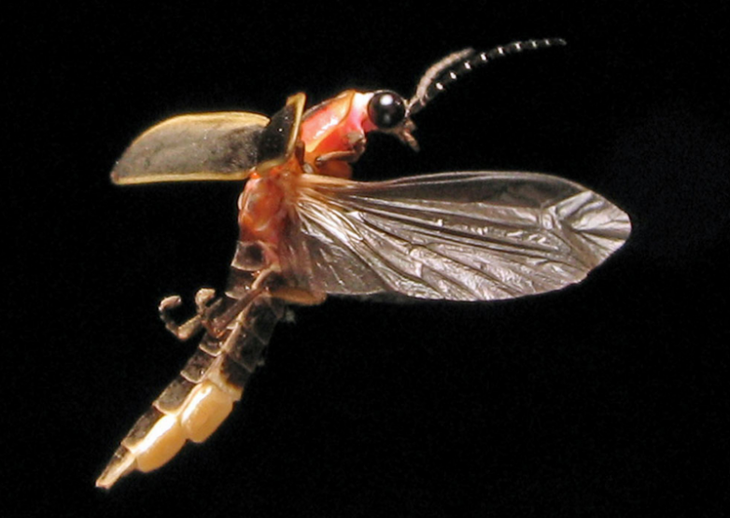 Жизнь насекомых: светлячок фотурис &mdash; соблазнитель-убийца