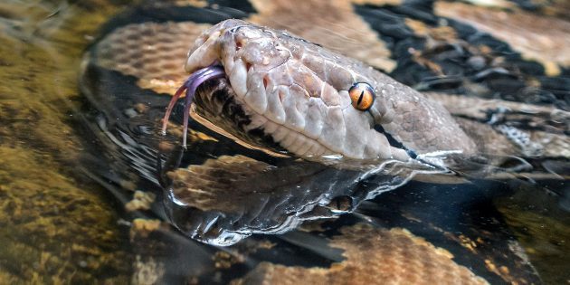 12 популярных мифов о змеях, верить в которые уже просто стыдно