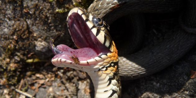 12 популярных мифов о змеях, верить в которые уже просто стыдно