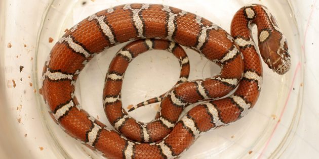 12 популярных мифов о змеях, верить в которые уже просто стыдно