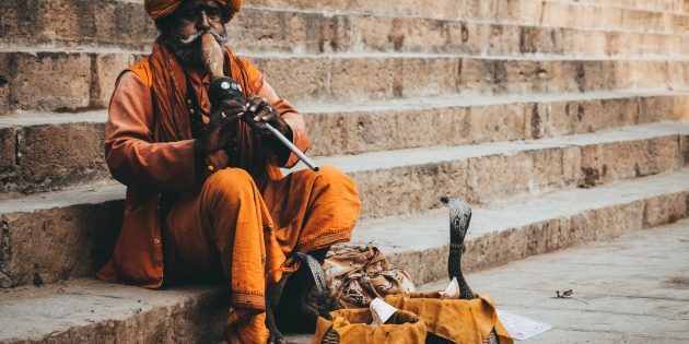 12 популярных мифов о змеях, верить в которые уже просто стыдно