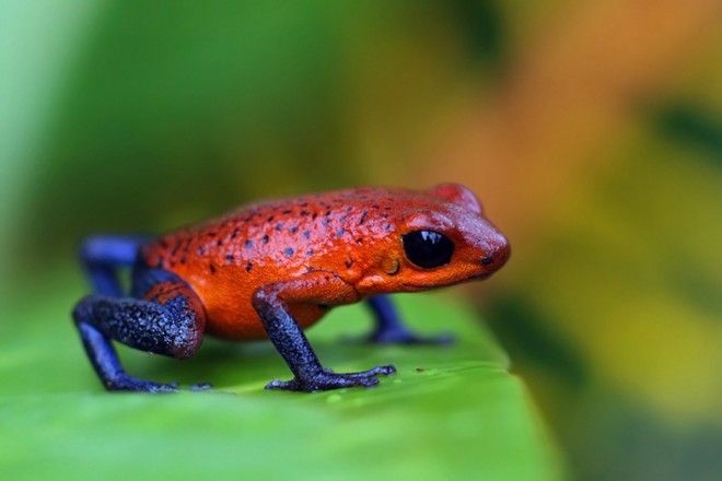 15 опасных животных, которых мы считаем милыми и добрыми