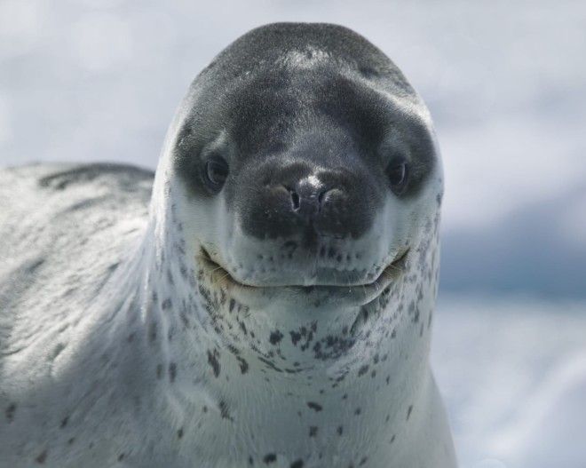 15 опасных животных, которых мы считаем милыми и добрыми