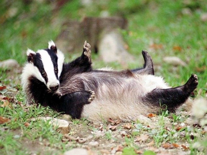 15 опасных животных, которых мы считаем милыми и добрыми