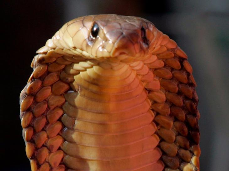 15 самых опасных животных в мире