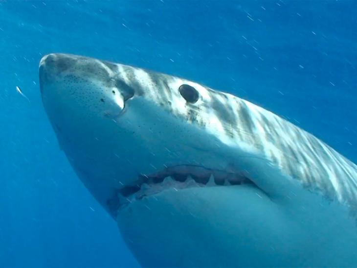 15 самых опасных животных в мире