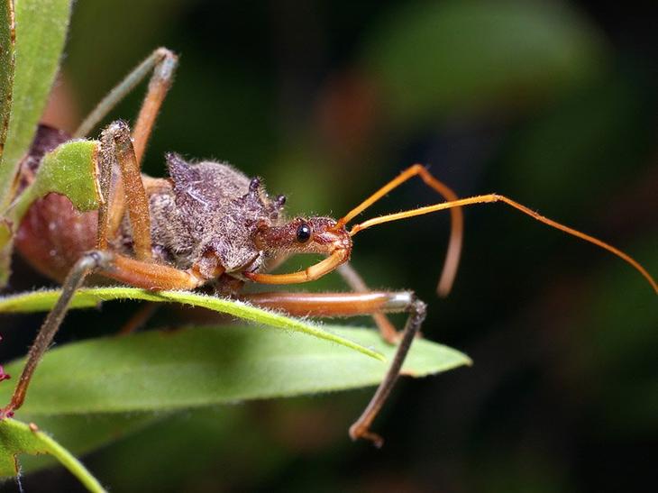 15 самых опасных животных в мире