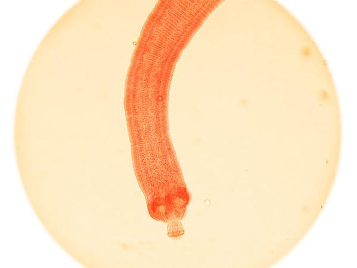 15 самых опасных животных в мире