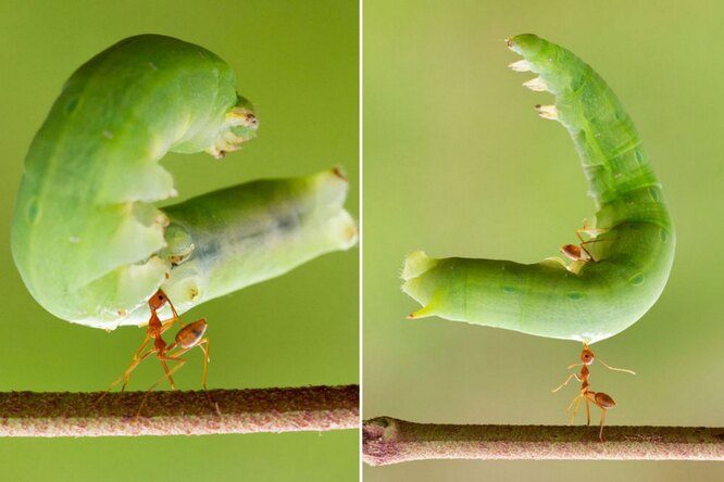 9 фактов из мира живой природы, которые прямо вау!