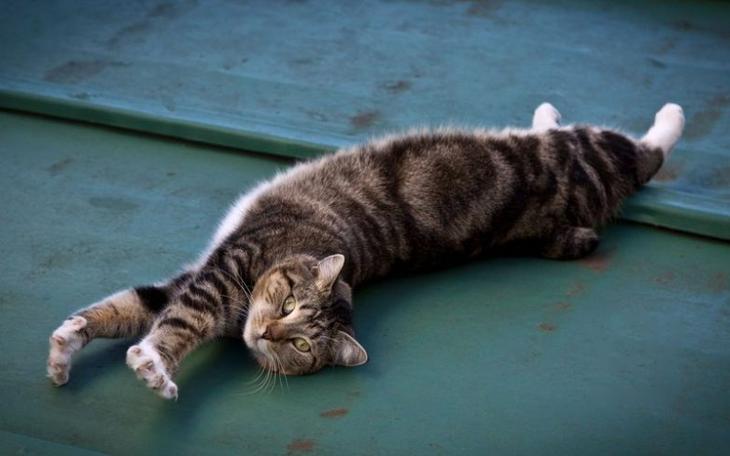 9 странных особенностей поведения кошек и собак, которые уже объяснила наука