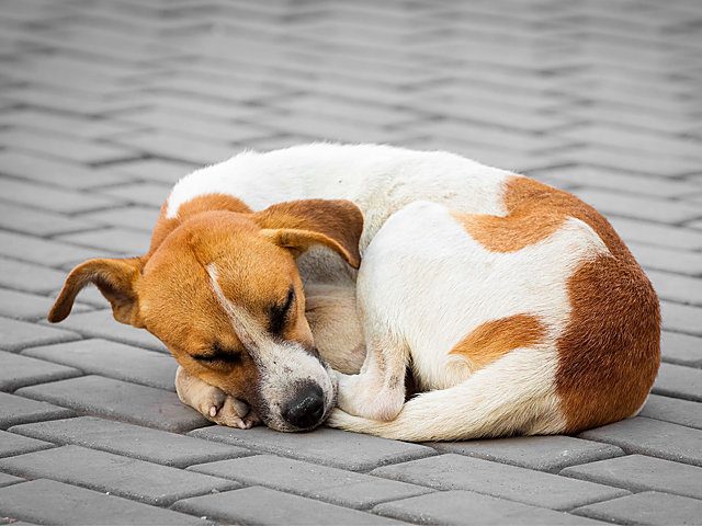 9 странных особенностей поведения кошек и собак, которые уже объяснила наука