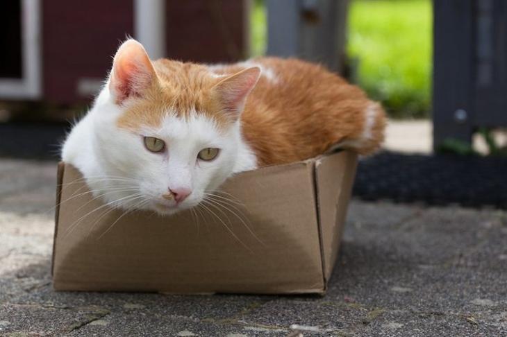 9 странных особенностей поведения кошек и собак, которые уже объяснила наука