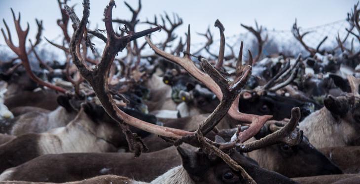 Что ненцу хорошо, то русскому не понять