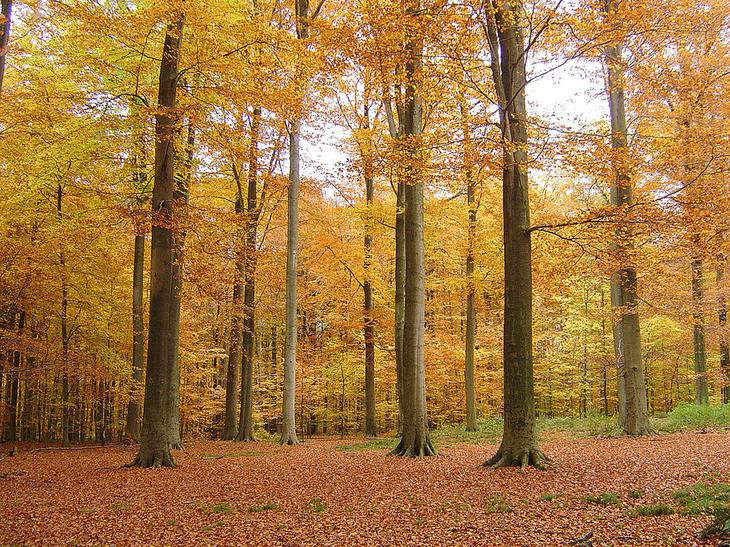 Что посмотреть в Бельгии: 10 самых красивых мест, где обязательно нужно побывать