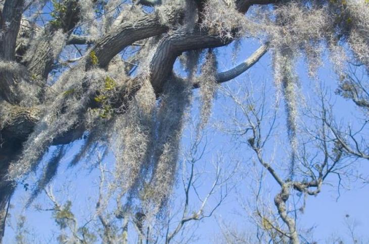 Деревья, возраст которых превысил 2 000 лет