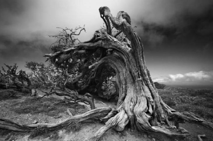 Деревья, возраст которых превысил 2 000 лет