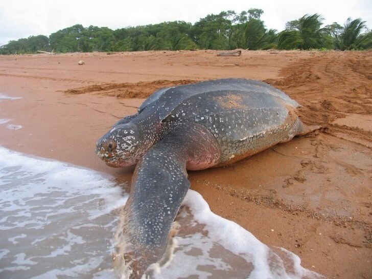 Гайана-самые красивые места и главные достопримечательности