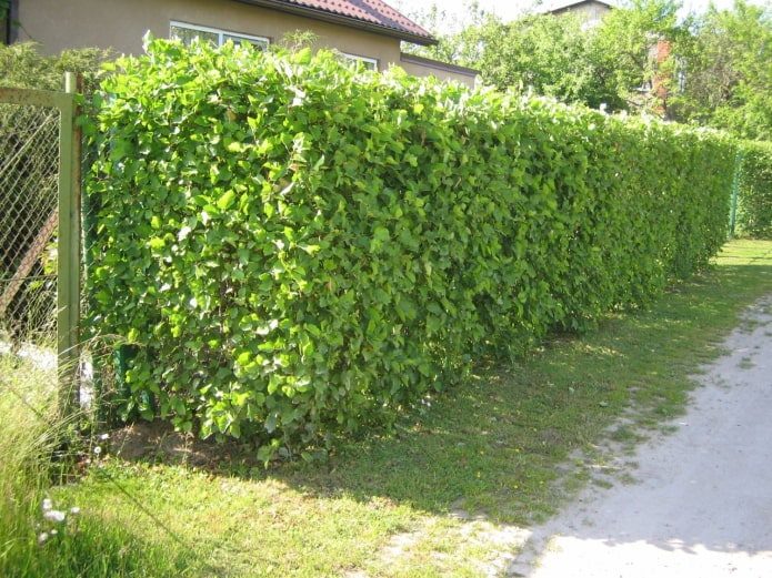 Как можно преобразить сетку-рабицу