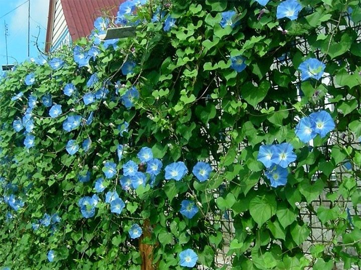 Как можно преобразить сетку-рабицу