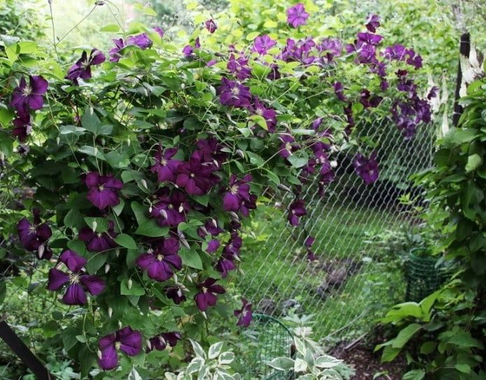 Как можно преобразить сетку-рабицу