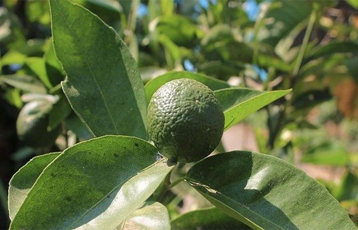 Неизвестные факты о самых разных фруктах