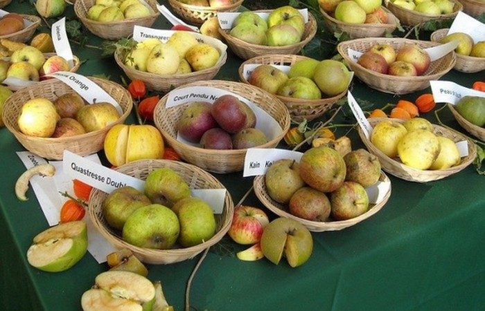 Неизвестные факты о самых разных фруктах