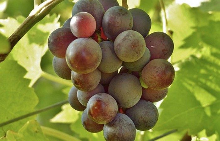 Неизвестные факты о самых разных фруктах