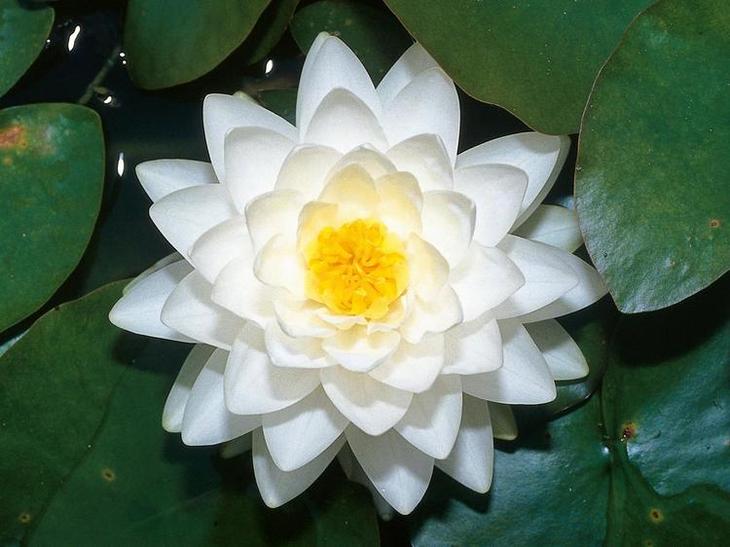 Отличная инструкция: искусственный прудик на даче своими руками