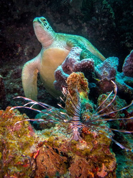 Подводная одиссея: Большой Барьерный риф