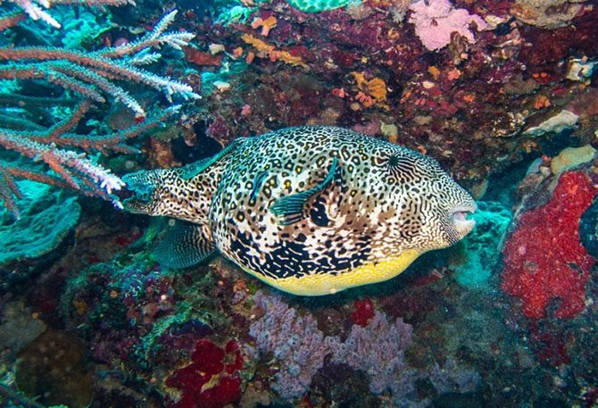 Подводная одиссея: Большой Барьерный риф