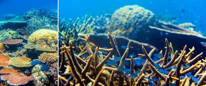 Подводная одиссея: Большой Барьерный риф