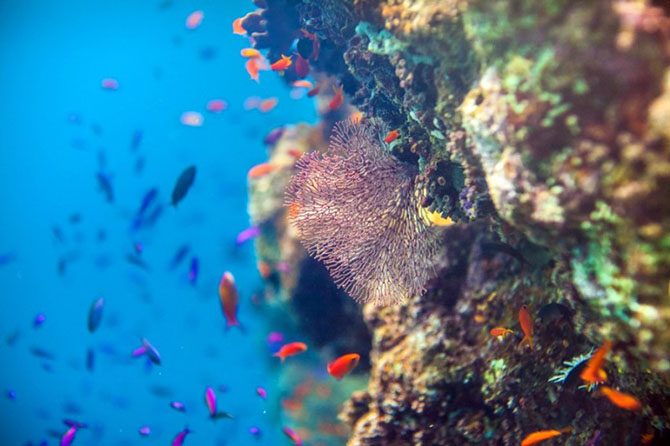 Подводная одиссея: Большой Барьерный риф