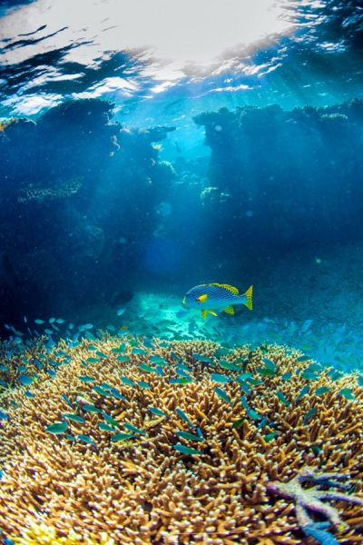 Подводная одиссея: Большой Барьерный риф