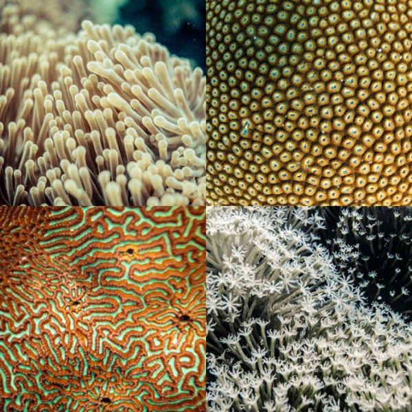 Подводная одиссея: Большой Барьерный риф