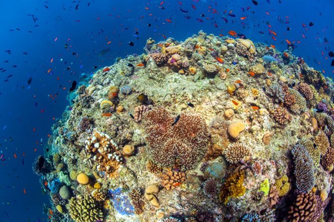 Подводная одиссея: Большой Барьерный риф