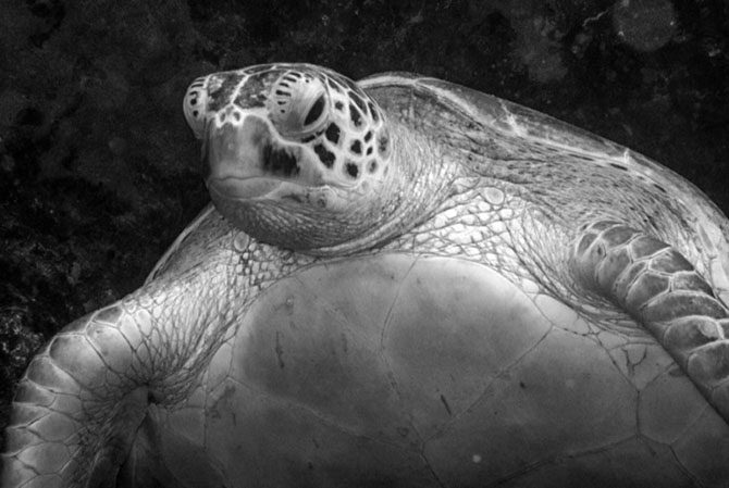 Подводная одиссея: Большой Барьерный риф