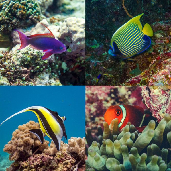 Подводная одиссея: Большой Барьерный риф