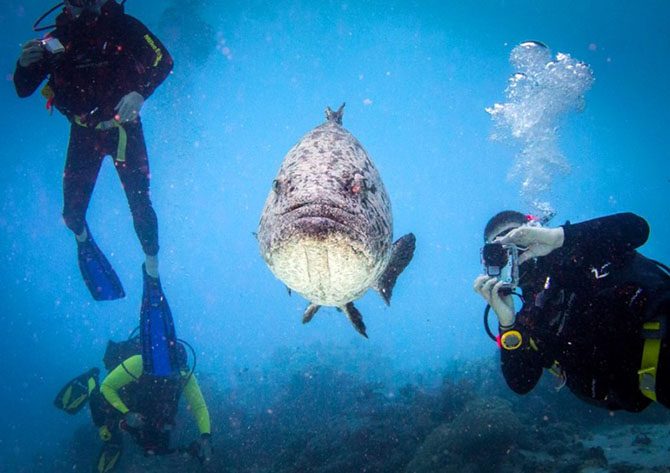 Подводная одиссея: Большой Барьерный риф
