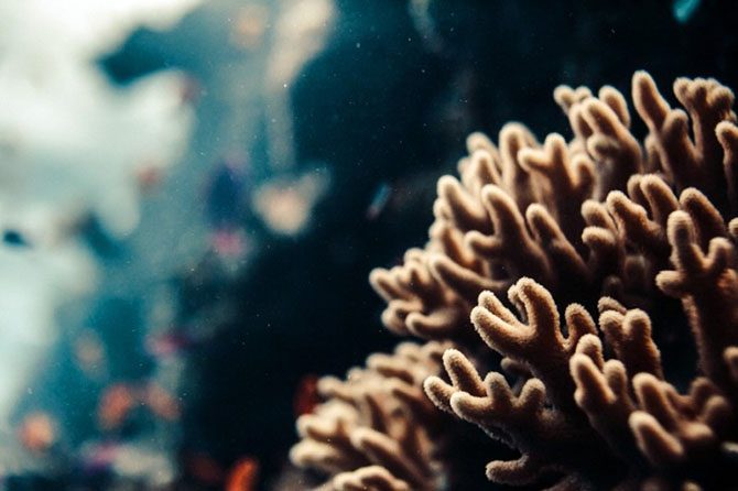 Подводная одиссея: Большой Барьерный риф