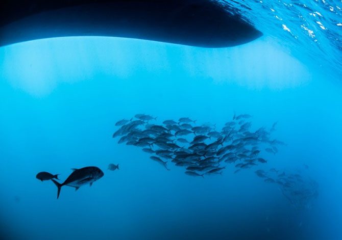 Подводная одиссея: Большой Барьерный риф