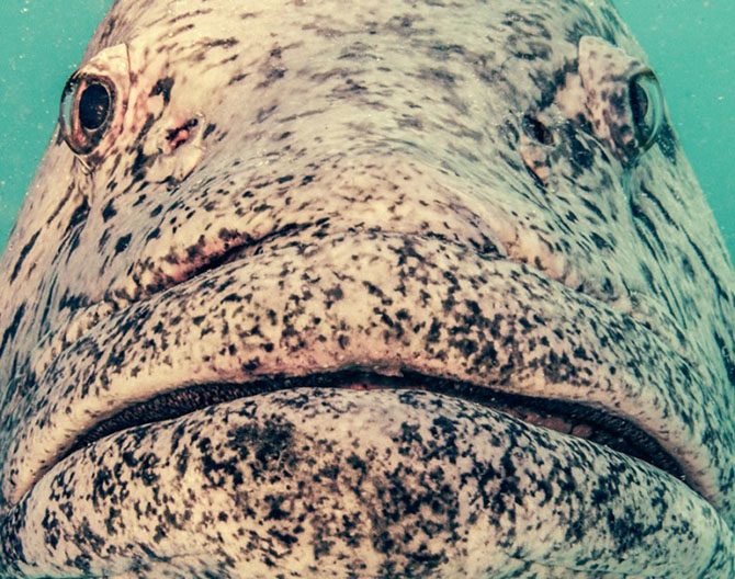 Подводная одиссея: Большой Барьерный риф