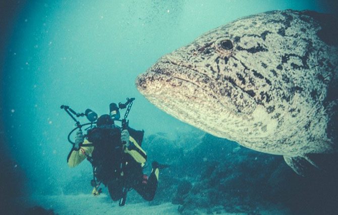 Подводная одиссея: Большой Барьерный риф