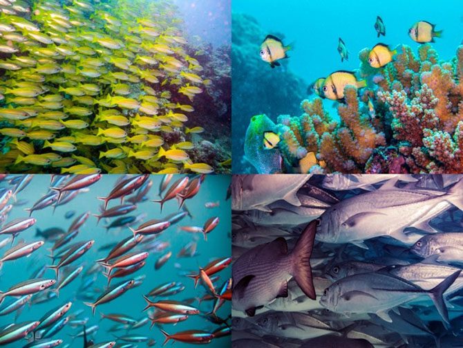 Подводная одиссея: Большой Барьерный риф