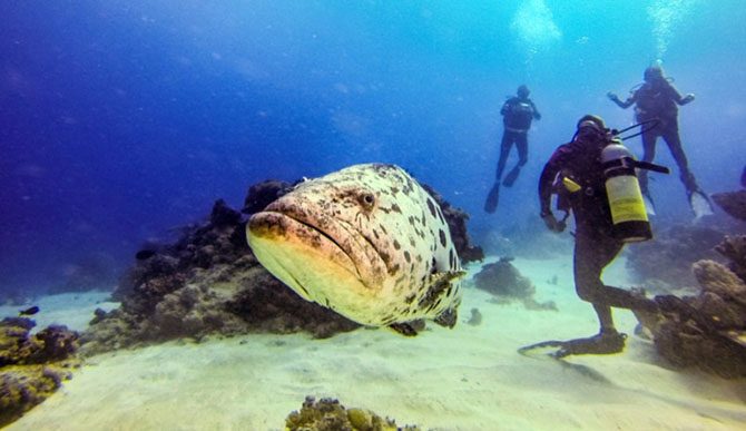 Подводная одиссея: Большой Барьерный риф