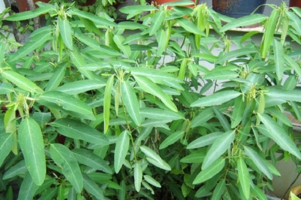 10 поразительных странностей живой природы