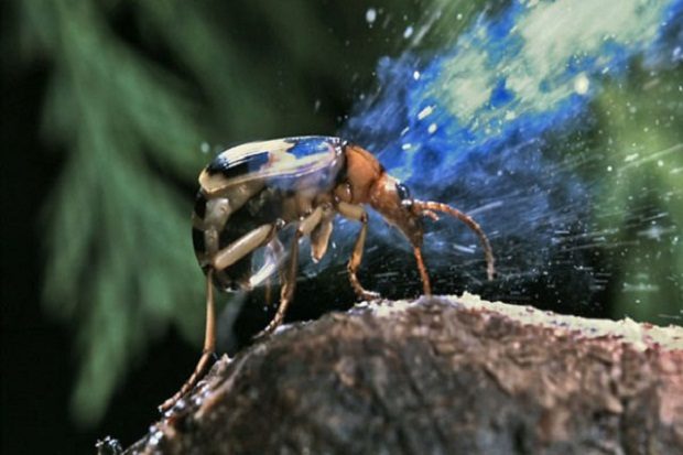 10 поразительных странностей живой природы