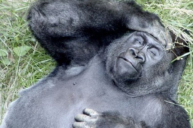 10 поразительных странностей живой природы