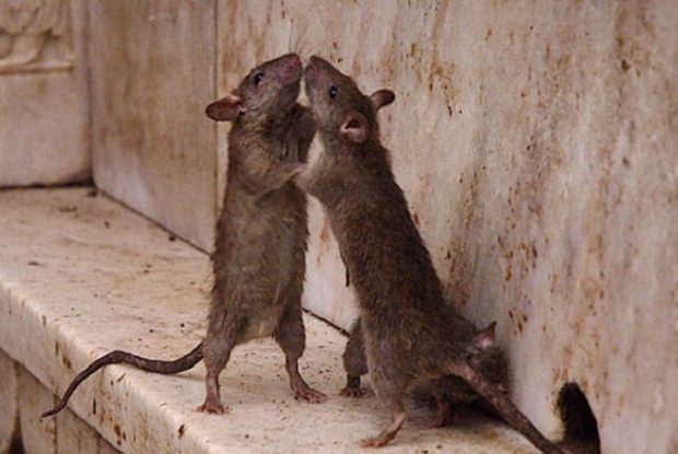 10 поразительных странностей живой природы