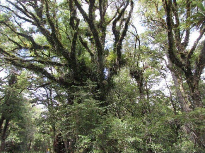 10 самых удивительных деревьев планеты