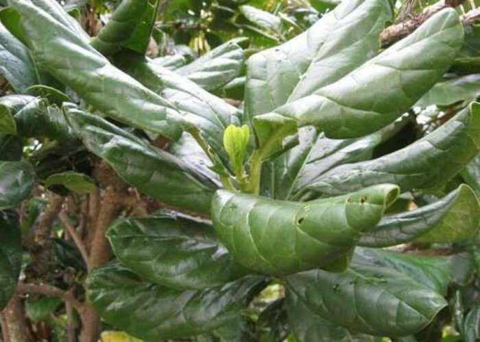 10 самых удивительных деревьев планеты